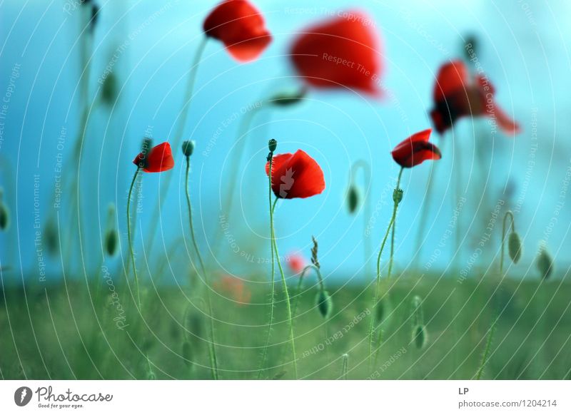 Mohn Umwelt Natur Landschaft Pflanze Urelemente Luft Erde Himmel Frühling Sommer Klima Schönes Wetter Blume Gras Blatt Blüte Mohnblüte einfach frisch schön