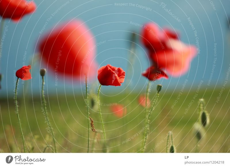 1. Juni Umwelt Natur Landschaft Pflanze Urelemente Himmel Frühling Sommer Schönes Wetter Blume Gras Mohn Garten Park Wiese Feld schön einzigartig Wärme feminin