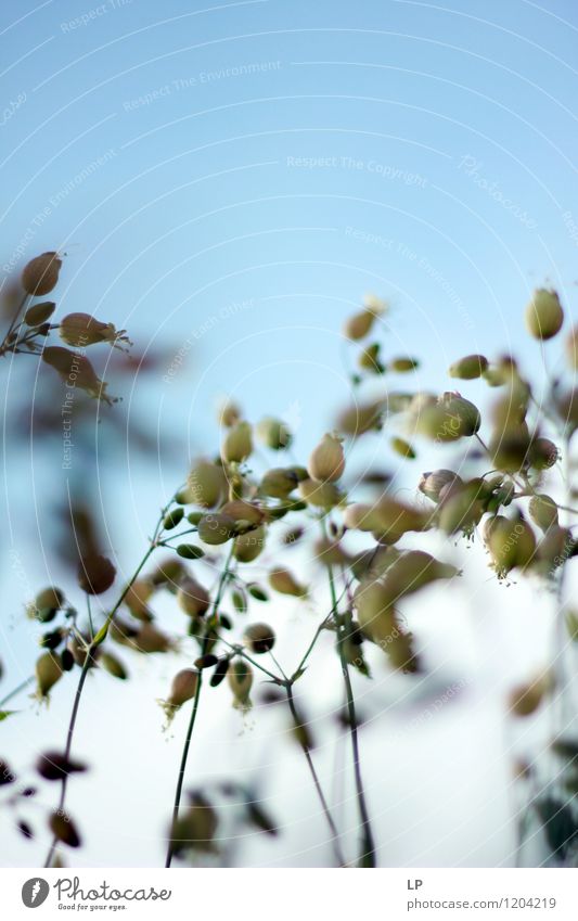 Weiß Umwelt Natur Landschaft Pflanze Luft Himmel Schönes Wetter Blume Garten Park Wiese Feld fest Fröhlichkeit frisch schön einzigartig niedlich Originalität