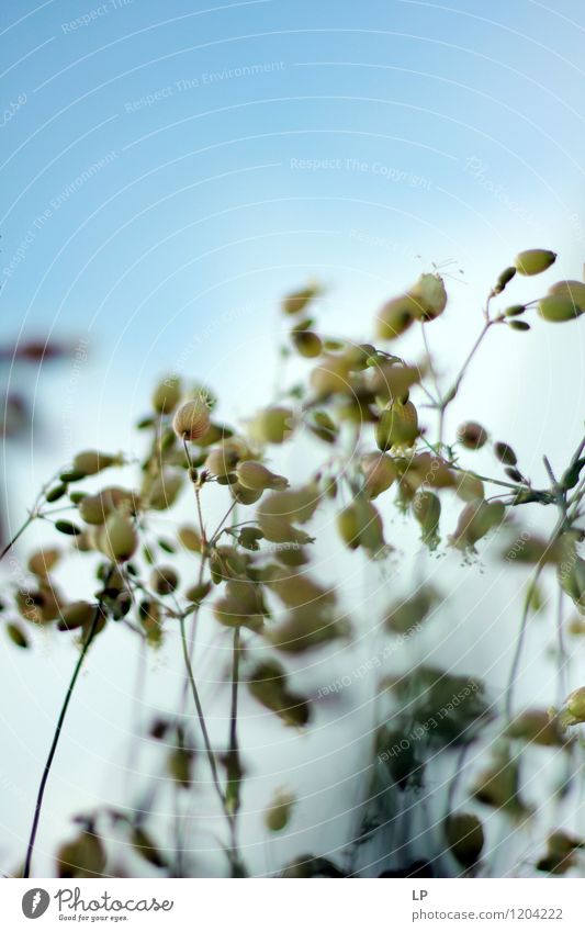 weiß 2 Umwelt Natur Landschaft Pflanze Luft Himmel Klima Schönes Wetter Blume Gras Blatt Wildpflanze Garten Park Wiese Feld fest Wärme feminin wild silber