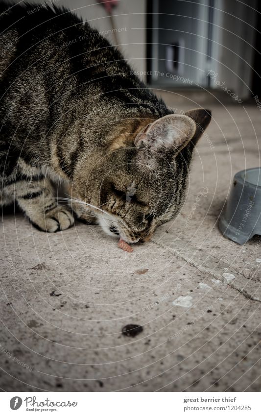 Die Unersättlichkeit des Katzentieres Tier Haustier Tiergesicht Fell Pfote 1 Essen Fressen natürlich feminin braun grau Appetit & Hunger Durst genießen