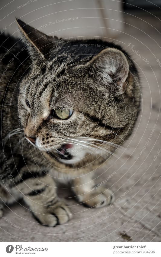 Mein Futter, meine Beute Tier Haustier Katze Fell 1 Stein beobachten Essen Aggression bedrohlich frech braun grau Ärger gereizt Feindseligkeit Auge Farbfoto