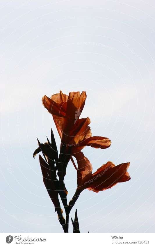 Flora Madeira Blume Licht Natur durchsichtig Farbe Strukturen & Formen Kontrast