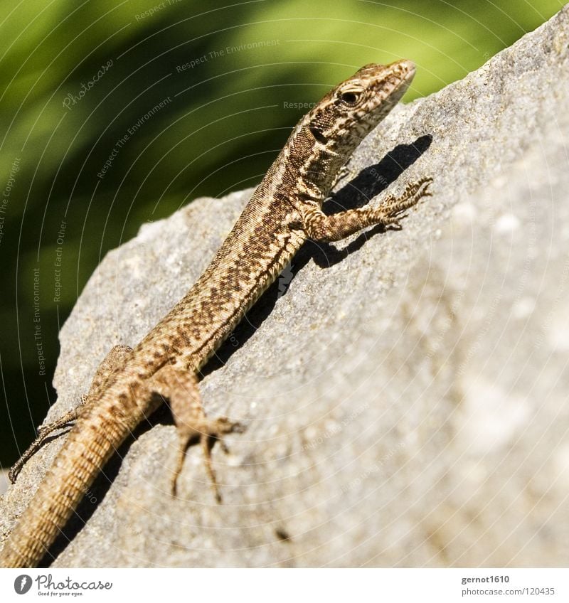 Despot Echsen Echte Eidechsen braun Neugier Reptil Tier bestrahlen Licht fangen Strahlung Krallen Sommer blau Stein Klettern Sonne Scheune Wärme Frittieren