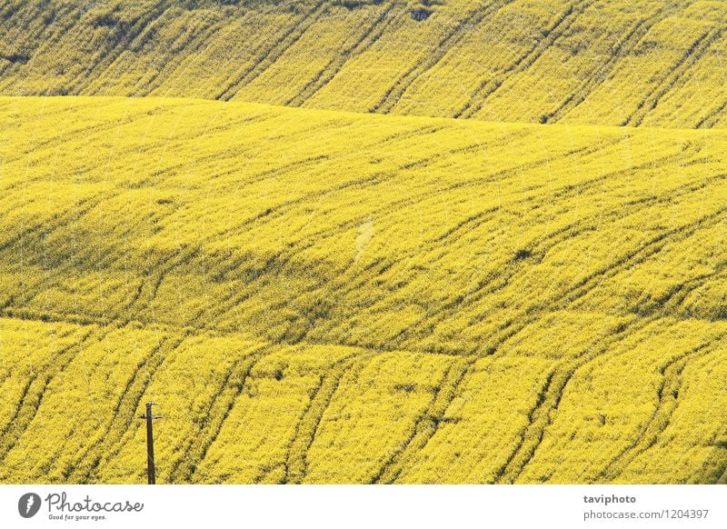 abstraktes strukturiertes Rübenfeld Gemüse schön Sommer Umwelt Natur Landschaft Pflanze Blume Hügel gelb grün Energie Feld Raps Bauernhof Ackerbau Erdöl