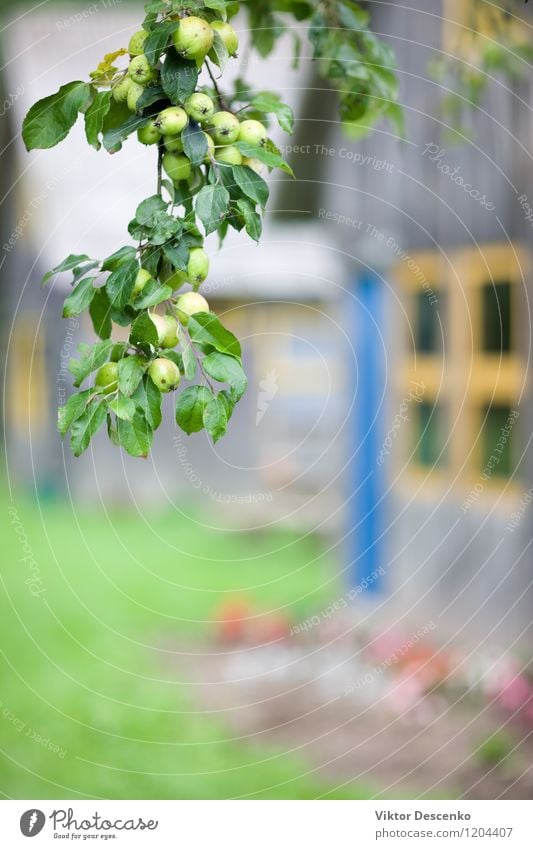 Apfelbaumast mit Äpfeln am Haus mit gelbem Fenster Frucht Sommer Garten Natur Pflanze Herbst Regen Baum Blatt frisch lecker natürlich saftig grün rot Ast