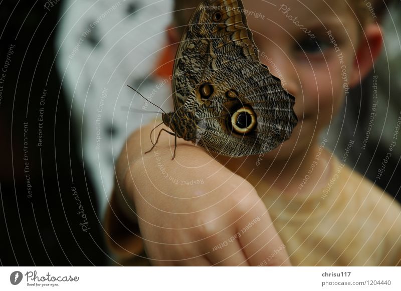 Riesenfalter zum Anfassen Natur Sommer Schönes Wetter Tier Wildtier Schmetterling 1 entdecken lernen Blick sitzen außergewöhnlich exotisch fantastisch glänzend