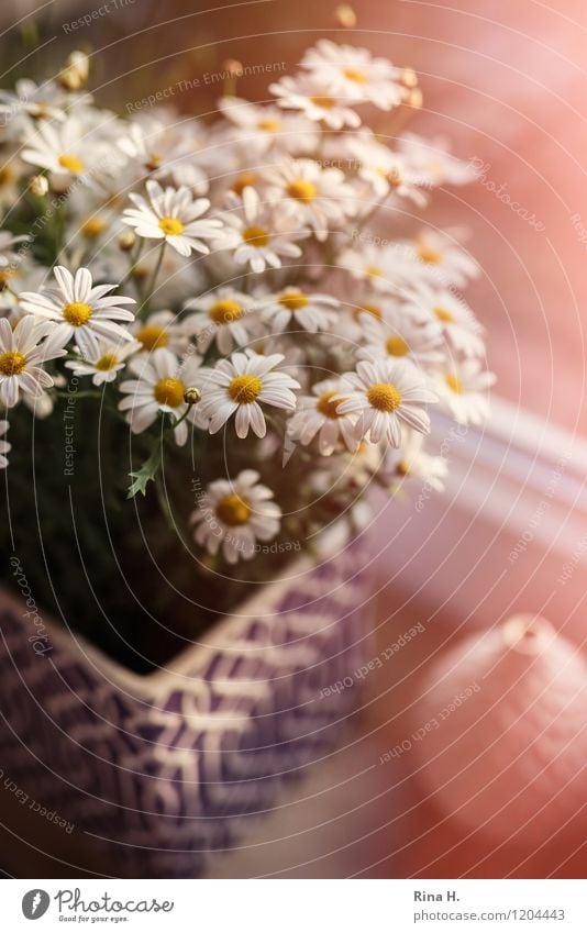 FensterStill mit Margeriten Garten Blühend Stillleben Fenstersims Vase Autofenster Farbfoto Innenaufnahme Nahaufnahme Menschenleer Lichterscheinung