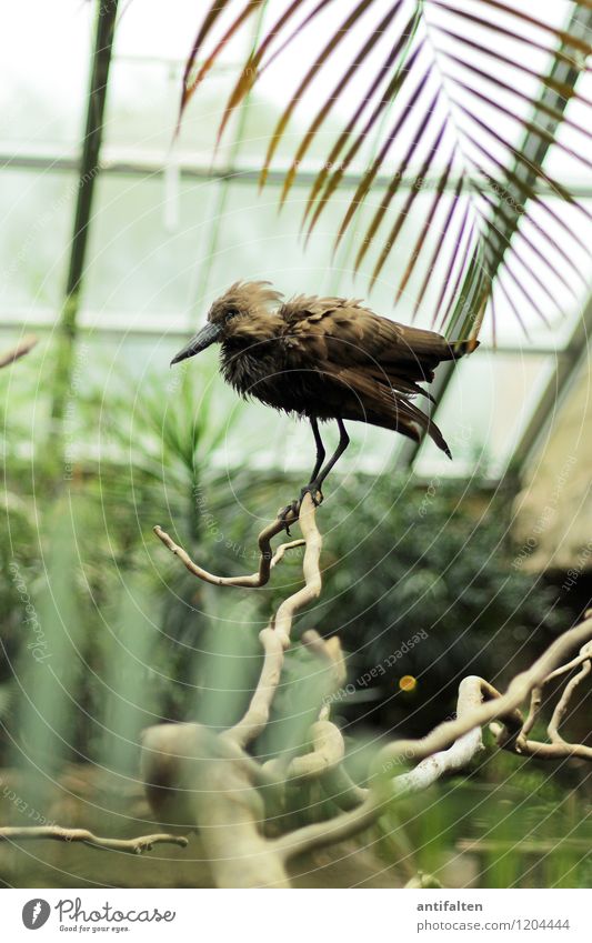 Poser Freizeit & Hobby Ausflug Natur Pflanze Baum Blatt Grünpflanze Wildpflanze exotisch Ast Astgabel Palme Palmenwedel Tier Wildtier Vogel Tiergesicht Flügel