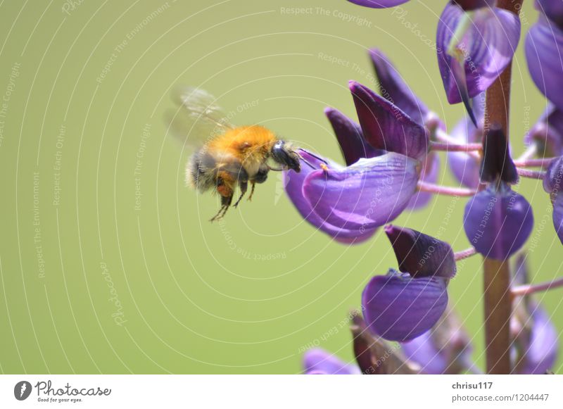 Hummel im Anflug 2 ... Natur Tier Pflanze Garten Wildtier 1 wählen beobachten Blühend Duft fliegen fantastisch braun violett Tierliebe fleißig Abenteuer