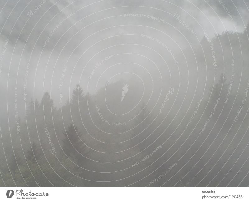 Das Unbewusste Wald Nebel grau unbewusst Baum geheimnisvoll Schleier Berge u. Gebirge Märchen Grauwert