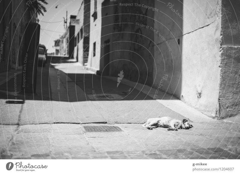 Hundemüde Hafenstadt Tier Haustier 1 schlafen Pause Siesta Sonne Schatten Wärme Straße Altstadt Gasse Schwarzweißfoto Außenaufnahme Menschenleer Tag