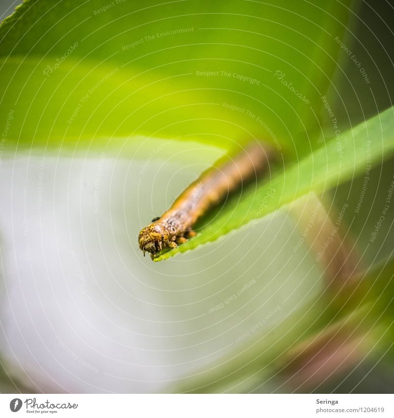 Rudi die Raupe Umwelt Natur Landschaft Pflanze Tier Sonne Frühling Sommer Garten Park Wiese Feld Wald Schmetterling Wurm 1 beobachten Bewegung krabbeln dünn