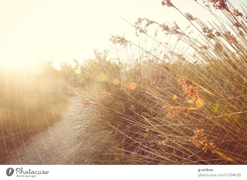 Wanderwege Natur Landschaft Erde Sonne Sommer Wärme wild gold Sträucher Sand Wege & Pfade Farbfoto Außenaufnahme Sonnenlicht Sonnenaufgang Sonnenuntergang