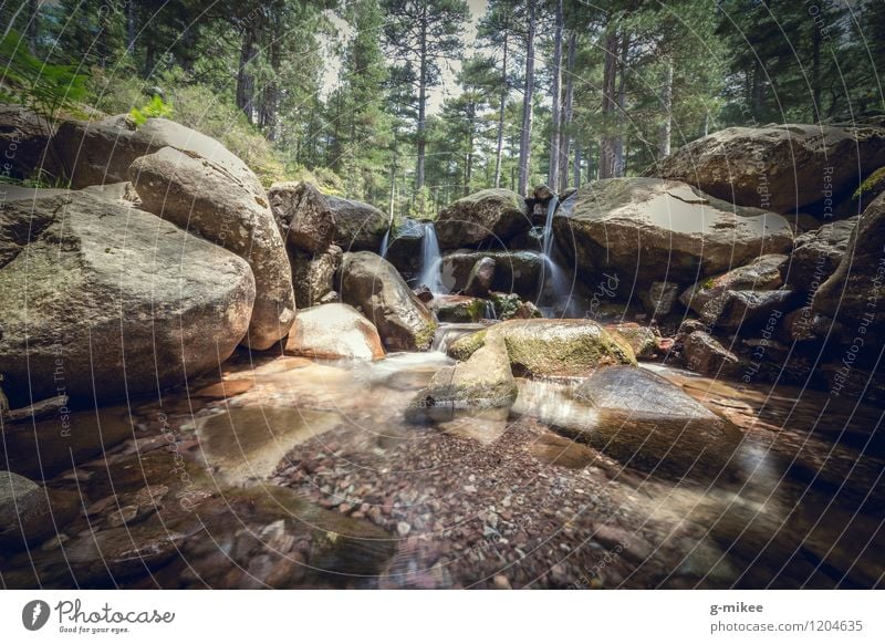 Gebirgsbach Landschaft Wasser Wald Berge u. Gebirge Bach Sauberkeit ruhig GR20 wandern Korsika kalt Stillleben fließen Natur Leben Farbfoto Außenaufnahme