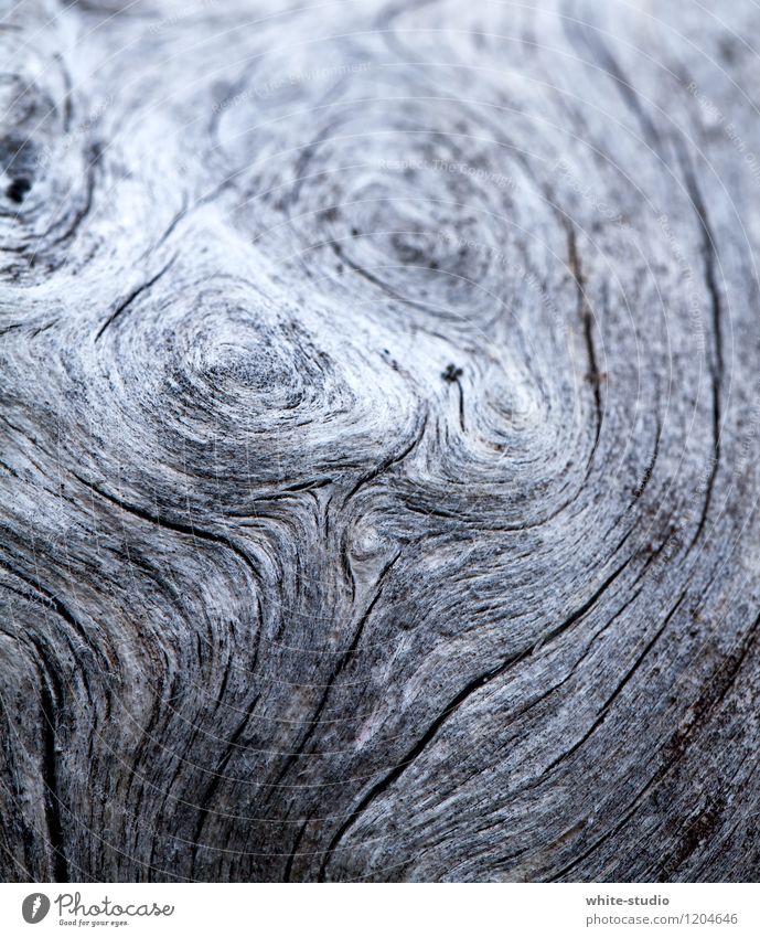 Der Zahn der Zeit Pflanze Baum alt altehrwürdig Jahresringe Baumstamm Baumrinde Baum fällen Tod Totholz verwittert Ring Linie Silhouette Holz vergrauen Patina