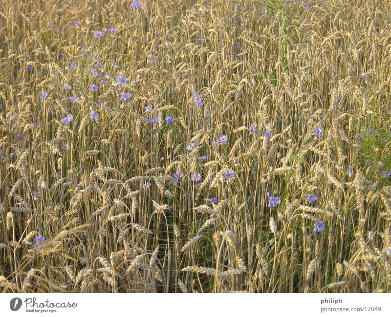 KornBlumenFeld Gerste field corn