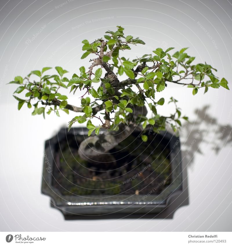 Bonsai Asien Baum China Japan harmonisch Miniatur Schatten Baum in Schale Schalen & Schüsseln Bonsai Schale Zwergbaum Sstamm Baumstamm ?stamm Zen-Kultur