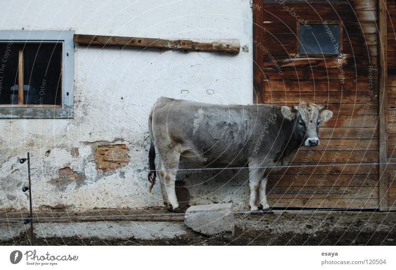 Kuhprofil Stall Bauernhof Rind Landleben Trauer Einsamkeit grau Schweiz