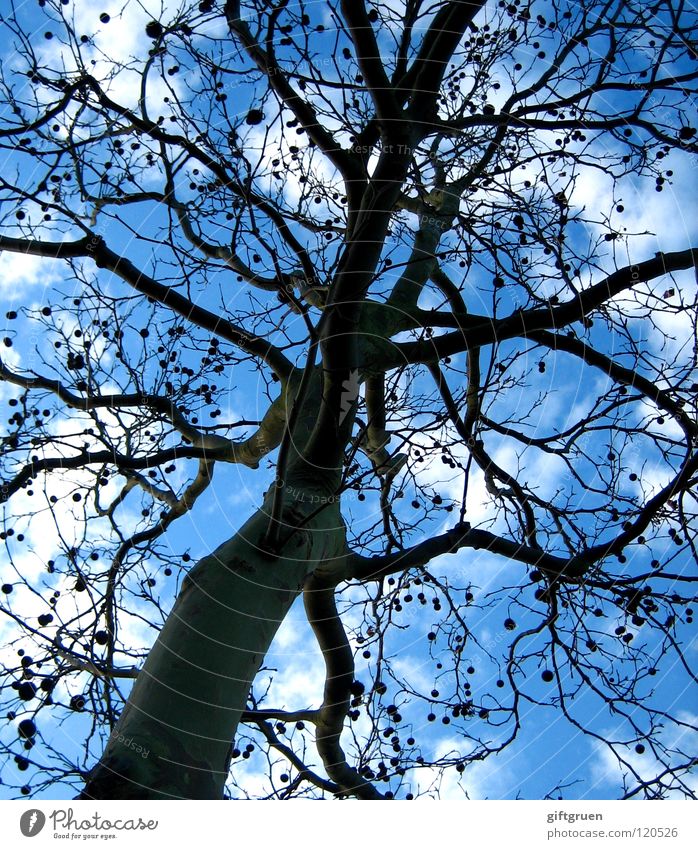 punktesystem Baum Wolken Herbst Führerschein gepunktet Punkt Verkehr Ast Himmel Baumstamm verkehrszentralregister bußgeld verkehrspsychologische beratung Ball