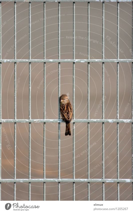 Sper(r)ling Metallzaun Vogel Spatz Blick sitzen warten frei Neugier niedlich braun grau Angst gefährlich Stress Einsamkeit entdecken Erwartung bedrohlich