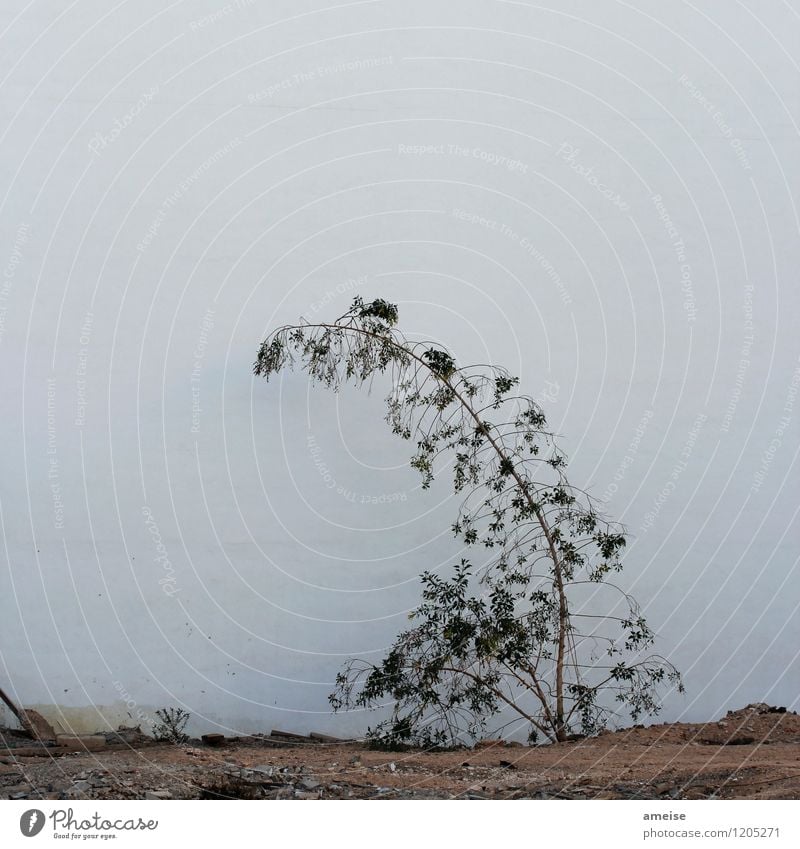 Ich schaff das schon Natur Pflanze Erde Sand Sommer Klimawandel Baum Sträucher Grünpflanze Wildpflanze Puerto del Rosario Fuerteventura Kleinstadt Stadtzentrum