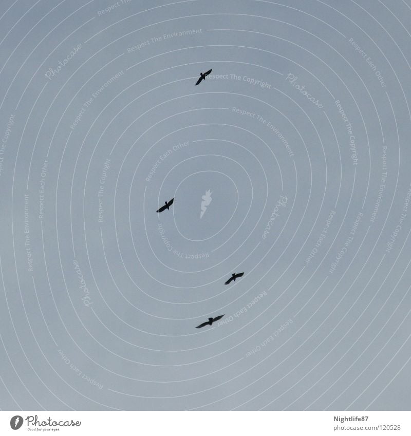 vier Vögel Vogel 4 Falken Schweben gleiten Wolken Spannweite Wind Luft hoch Formation Spielen Jagd Freude mauersegler Himmel fliegen Freiheit Flügel