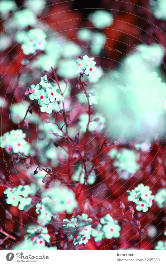 flauschig Natur Pflanze Frühling Sommer Schönes Wetter Baum Blume Gras Blatt Blüte Vergißmeinnicht Garten Park Wiese Feld Blühend Duft verblüht Wachstum schön