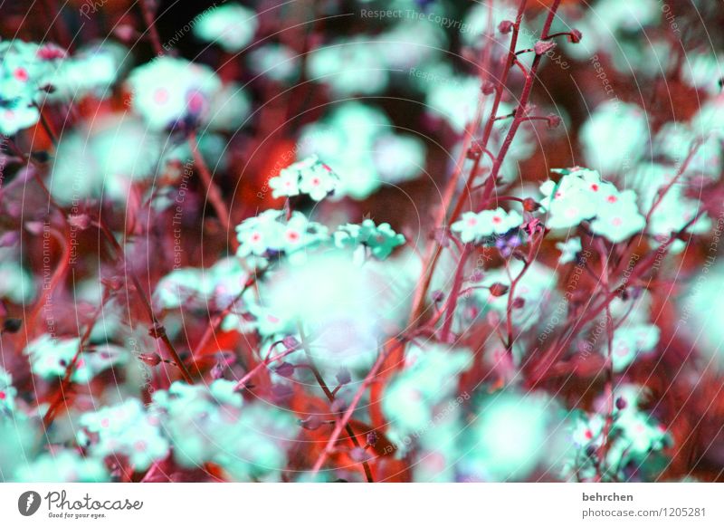 die aufforderung des schlafwandlers zum tanz Natur Pflanze Frühling Sommer Schönes Wetter Blume Gras Blatt Blüte Wildpflanze Vergißmeinnicht Garten Park Wiese