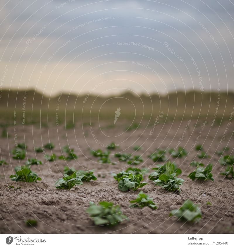 neubausiedlung Beruf Arbeitsplatz Wirtschaft Landwirtschaft Forstwirtschaft Umwelt Natur Landschaft Erde Himmel Wolken Horizont Klima Klimawandel Wetter