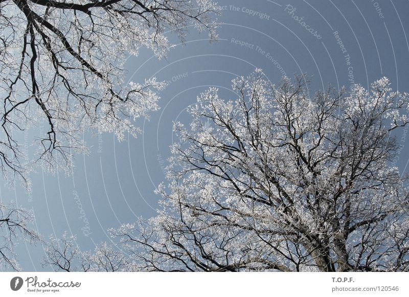 relationship between two trees Raureif Baum Winter weiß Schnee Zusammensein kalt Baumkrone Jahreszeiten Frost Kanton Bern Gurten Eis Natur