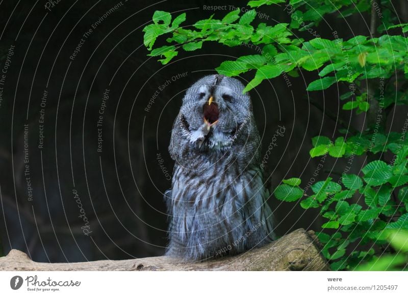 Gute Nacht Eule Jagd Natur Pflanze Tier Gras Wald Wildtier Vogel Eulenvögel 1 Streifen schreien wild Wachsamkeit Selbstbeherrschung Müdigkeit Umweltschutz