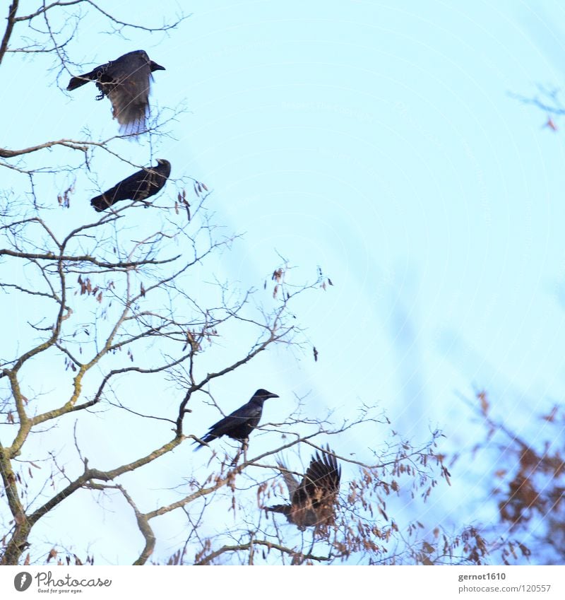 Flucht Rabenvögel Krähe Kolkrabe Aaskrähe schwarz Baum Winter kalt Vogel Ast fliegen blau Himmel