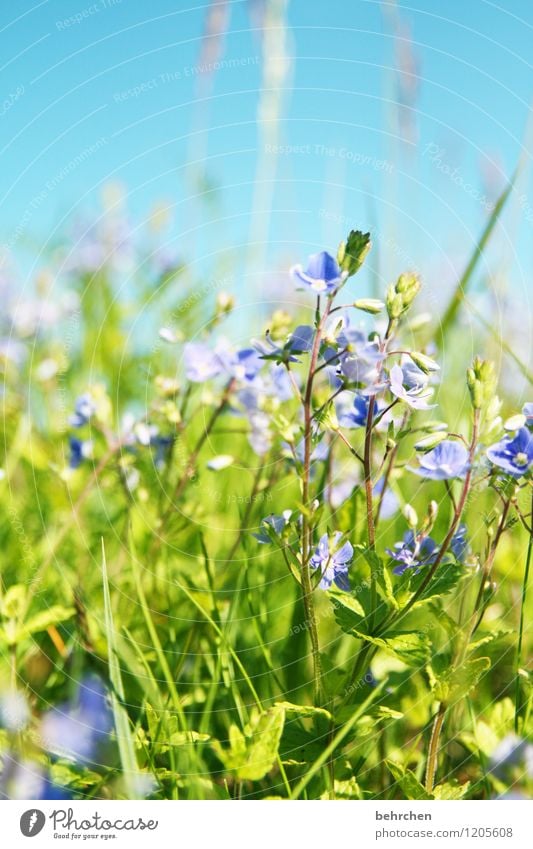 ein tag im sommer... Natur Pflanze Himmel Frühling Sommer Schönes Wetter Blume Gras Blatt Blüte Wildpflanze Veronica Garten Park Wiese Blühend Duft Wachstum