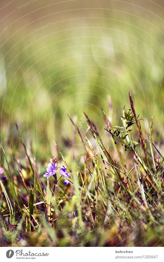 einzelstück Natur Pflanze Frühling Sommer Schönes Wetter Blume Gras Blatt Blüte Wildpflanze Veronica Garten Park Wiese Feld Blühend Wachstum schön klein grün