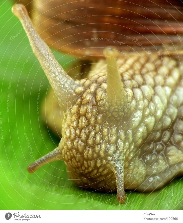 Schwupps, weg war sie..:Weinbergschnecke 03 Weinbergschnecken Schnecke Tier Haus Schleim schleimig krabbeln Zeitlupe langsam Fühler braun grün Makroaufnahme