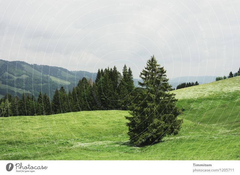 Irgendwo im Allgäu. Ferien & Urlaub & Reisen Berge u. Gebirge Umwelt Natur Landschaft Pflanze Himmel Baum Wald Hügel Blick ästhetisch natürlich grau grün