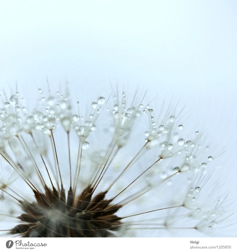 bedröppelt... Umwelt Natur Pflanze Wassertropfen Frühling Regen Blume Wildpflanze Löwenzahn Samen Park festhalten glänzend verblüht Wachstum ästhetisch