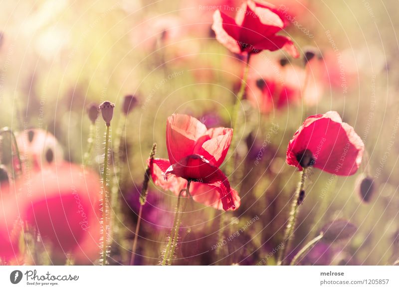 Leucht-MOHN elegant Stil Natur Pflanze Sommer Schönes Wetter Blume Blüte Wildpflanze Mohnblüte Mohnfeld Klatschmohn Mohnkapsel Park Rauschmittel Blühend