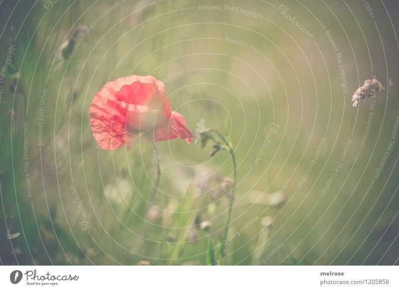 Mohn-Farbtupfer elegant Stil Design Natur Sommer Schönes Wetter Blume Gras Blüte Klatschmohn Halm Wiese Drogensucht berühren Blühend Erholung leuchten träumen