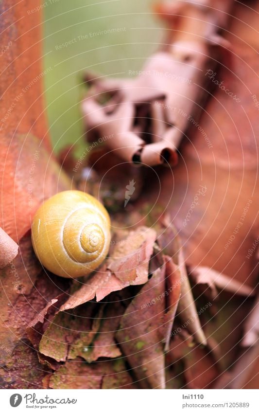 Zimt Rindenbaum Umwelt Natur Pflanze Tier Frühling Wetter Schönes Wetter Baum Rinde des Zimtrindenbaums Garten Park Wildtier Schnecke 1 außergewöhnlich exotisch