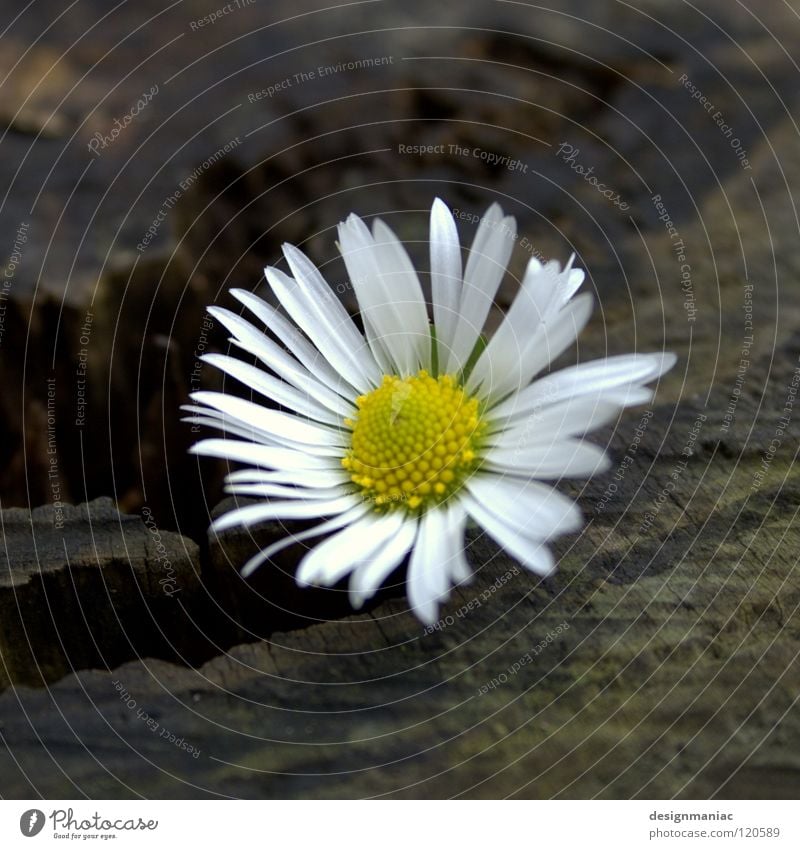 Frostblümchen Gänseblümchen Holz Am Rand Mitte nass kalt Physik gelb weiß dunkel braun schwarz Januar Winter Blume Stillleben Blüte Hoffnung Unschärfe