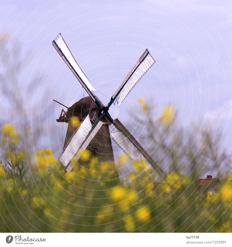 Windmühle hinterm Rapsfeld Natur Pflanze Himmel Sonnenlicht Frühling Nutzpflanze Feld Westhoyel Dorf Stein Holz Backstein eckig natürlich blau gelb grün rot