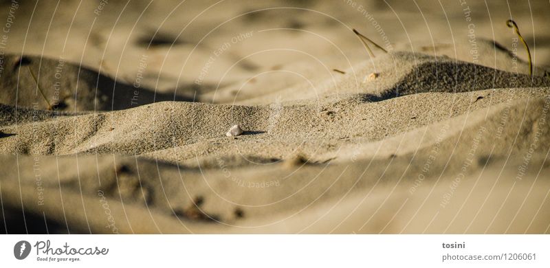 Mini-Wüste Umwelt Natur Wärme Dürre Strand braun Sand Stranddüne Düne Hügel Froschperspektive trocken Wassermangel Sandkorn vertrocknet Farbfoto Gedeckte Farben