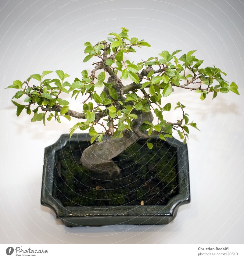 Bonsai Asien Baum China Japan harmonisch Miniatur Freisteller Schatten Baum in Schale Schalen & Schüsseln Bonsai Schale Zwergbaum Sstamm Baumstamm ?stamm