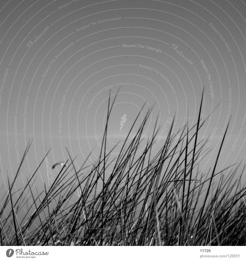 watch Meer Strand Gras Stranddüne beobachten Drache Drachen steigen lassen Himmel