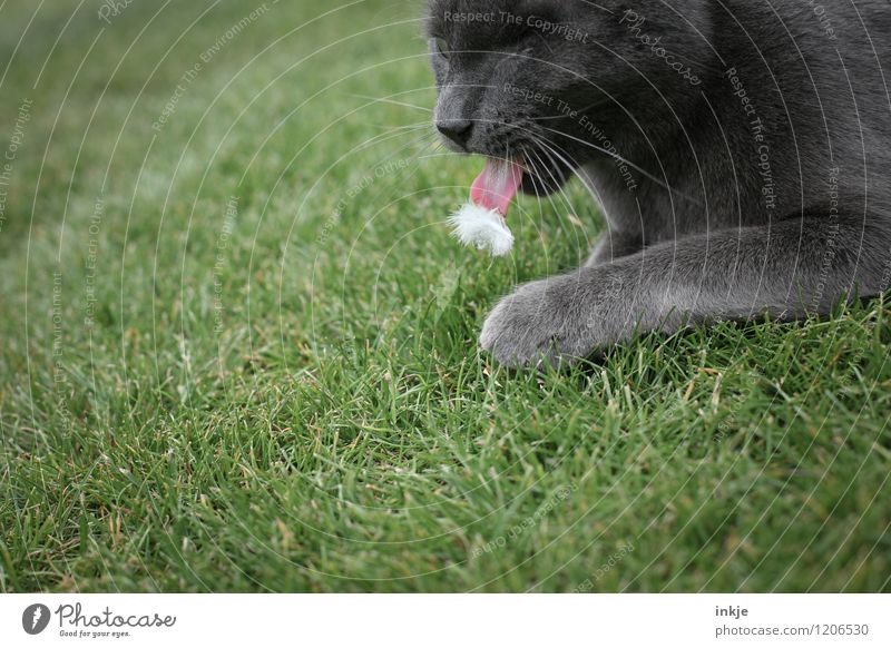 big dislike Gras Garten Wiese Haustier Katze Tiergesicht Katzenzunge Hauskatze 1 Feder Daunen Fressen authentisch Ekel lustig Gefühle gefräßig spucken kleben