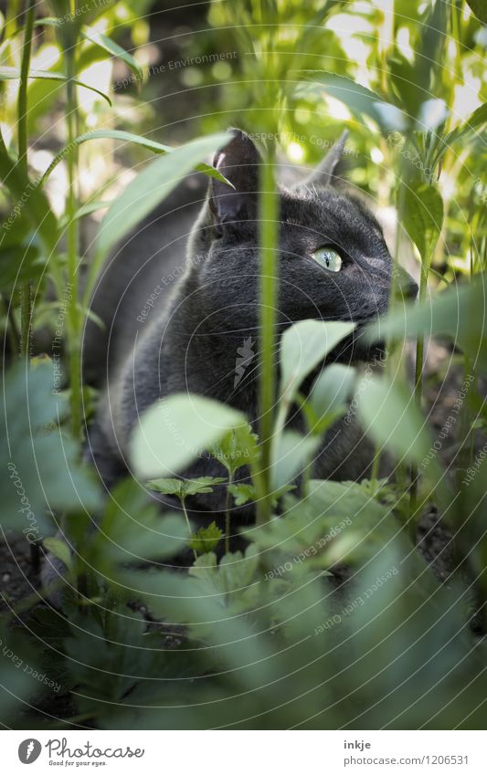 Katzenleben - Chamäleon Natur Frühling Sommer Blume Gras Sträucher Blumenbeet Beet Garten Haustier Tiergesicht 1 liegen Blick grün geheimnisvoll verborgen