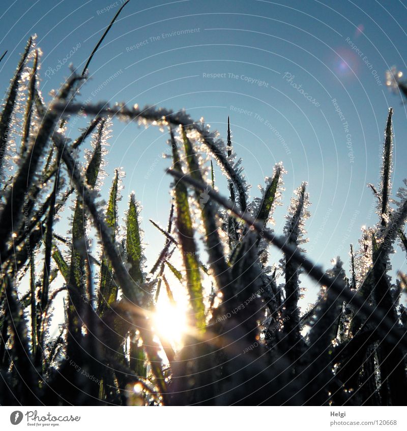 Raureif an Grashalmen im Gegenlicht vor blauem Himmel Winter frieren gefroren kalt Eiskristall glänzend Pflanze lang dünn grün Wiese Wachstum gewachsen krumm