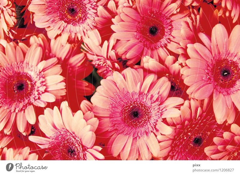 jede menge asteraceae Reichtum elegant Stil Garten Gartenarbeit Gärtner LAndschaftsgärtner Natur Pflanze Blume Blüte exotisch Gerbera nah schön viele weich rosa